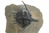 Spiny Psychopyge Trilobite - Issoumour, Morocco #300592-2